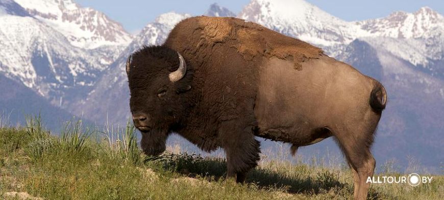 Туры в США Туры в США