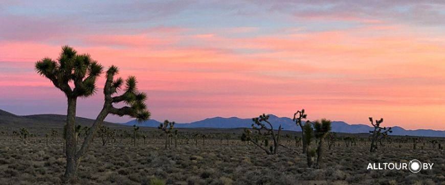 лес Джошуа лес Джошуа