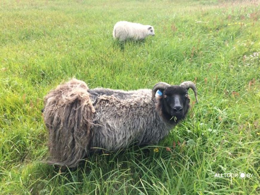 Исландские бараны. Фото: Александр Полойко