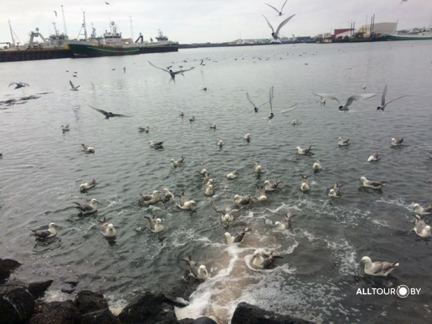 Битва птиц за отходы рыбопереработки. Фото: Александр Полойко