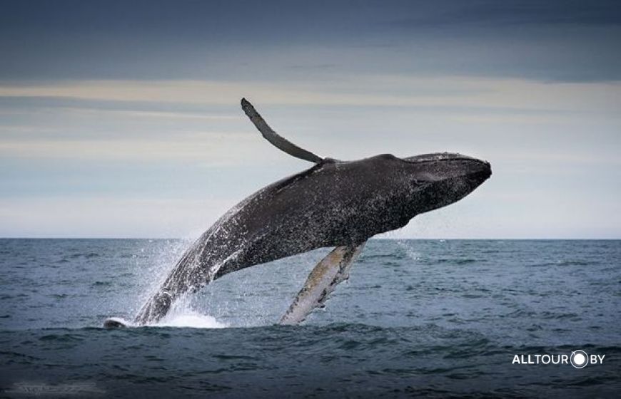 Кит. Фото из интернета.