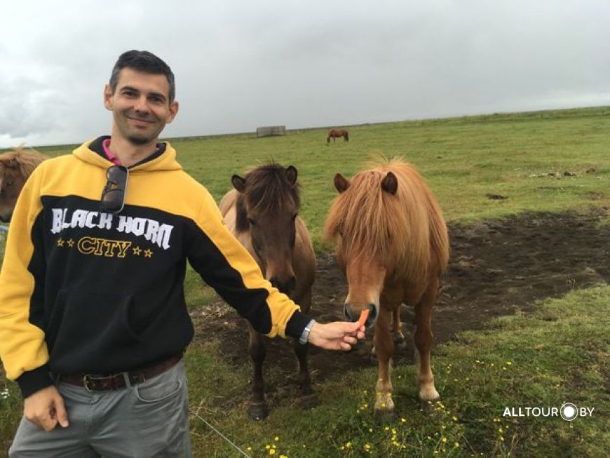 Кормление лошадок. Фото: Александр Полойко