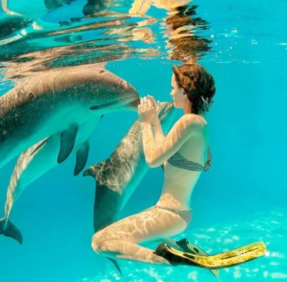 Плавание с дельфинами на Занзибаре